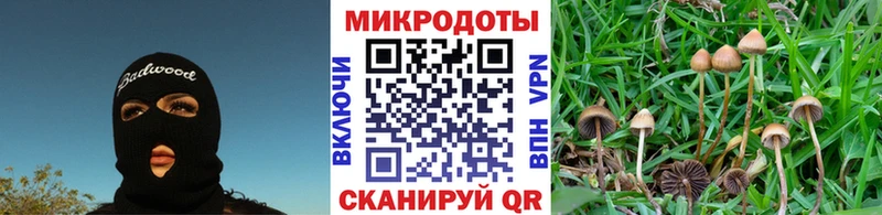 Купить где  Сорочинск  Псилоцибиновые грибы Psilocybe 